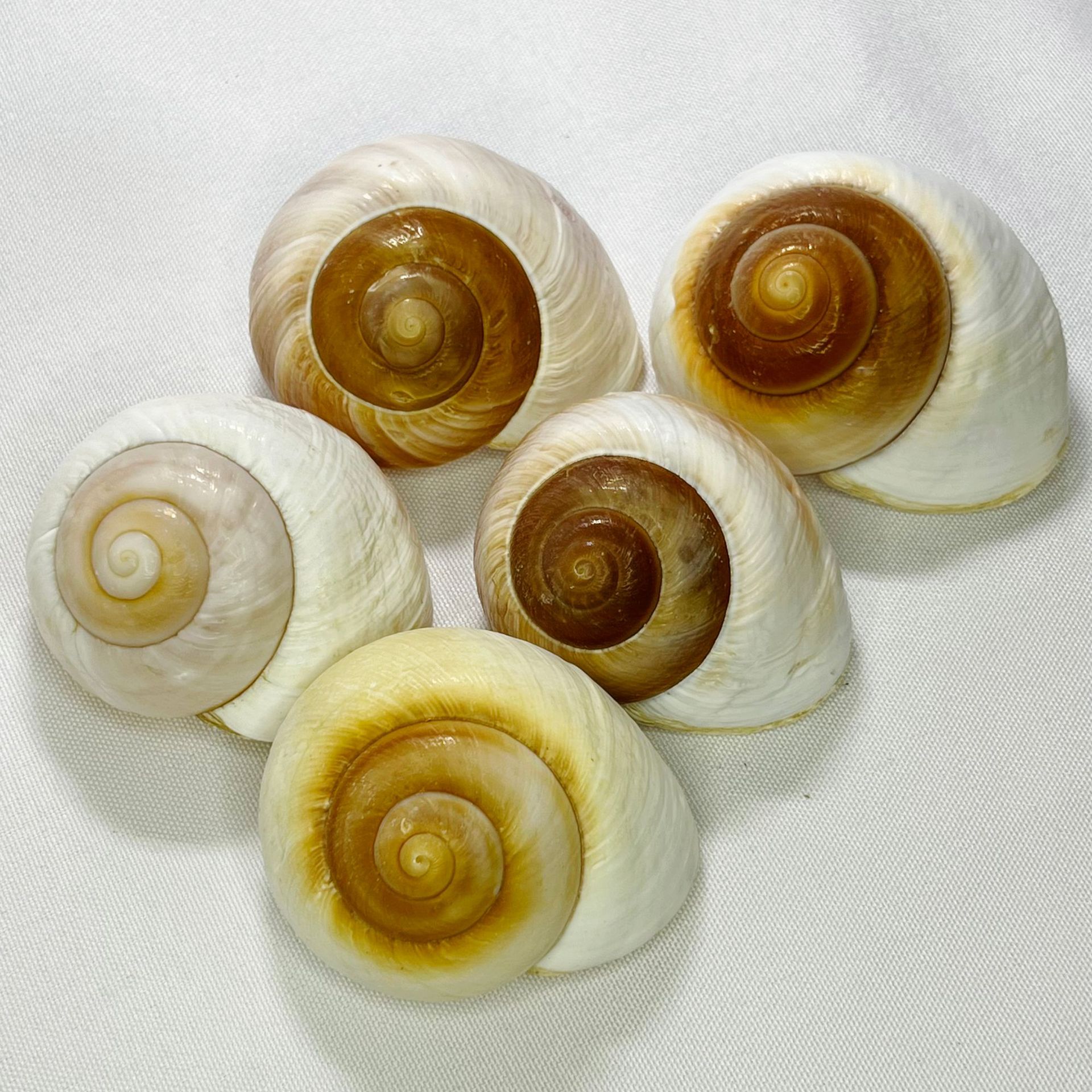 Marine Aquarium Hermit Crab - Natural Bulla Shell - Bread Snail,
