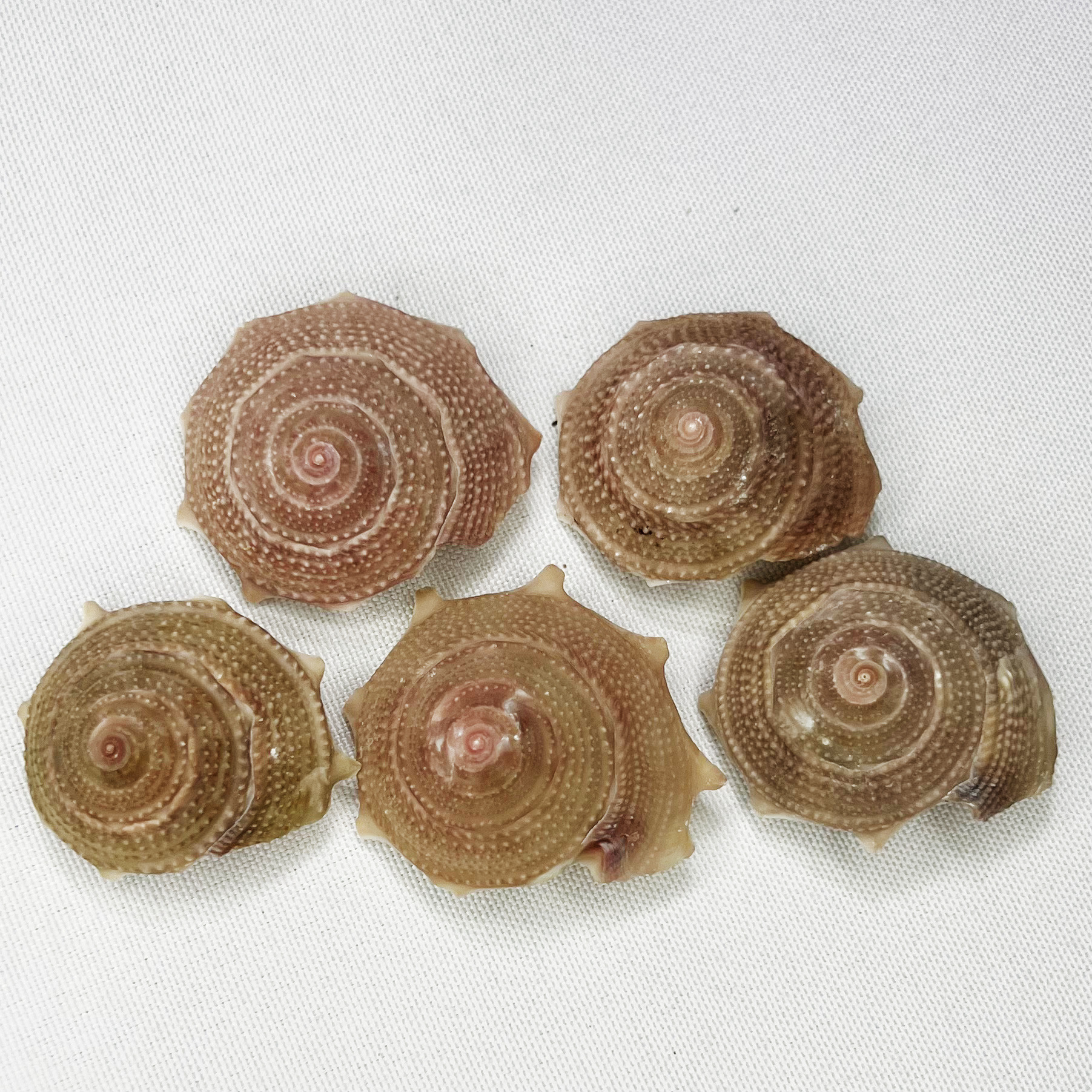 Natural Astraea Shell - Sun Sn – Marine Aquarium Hermit Crab Bewertung und Preis