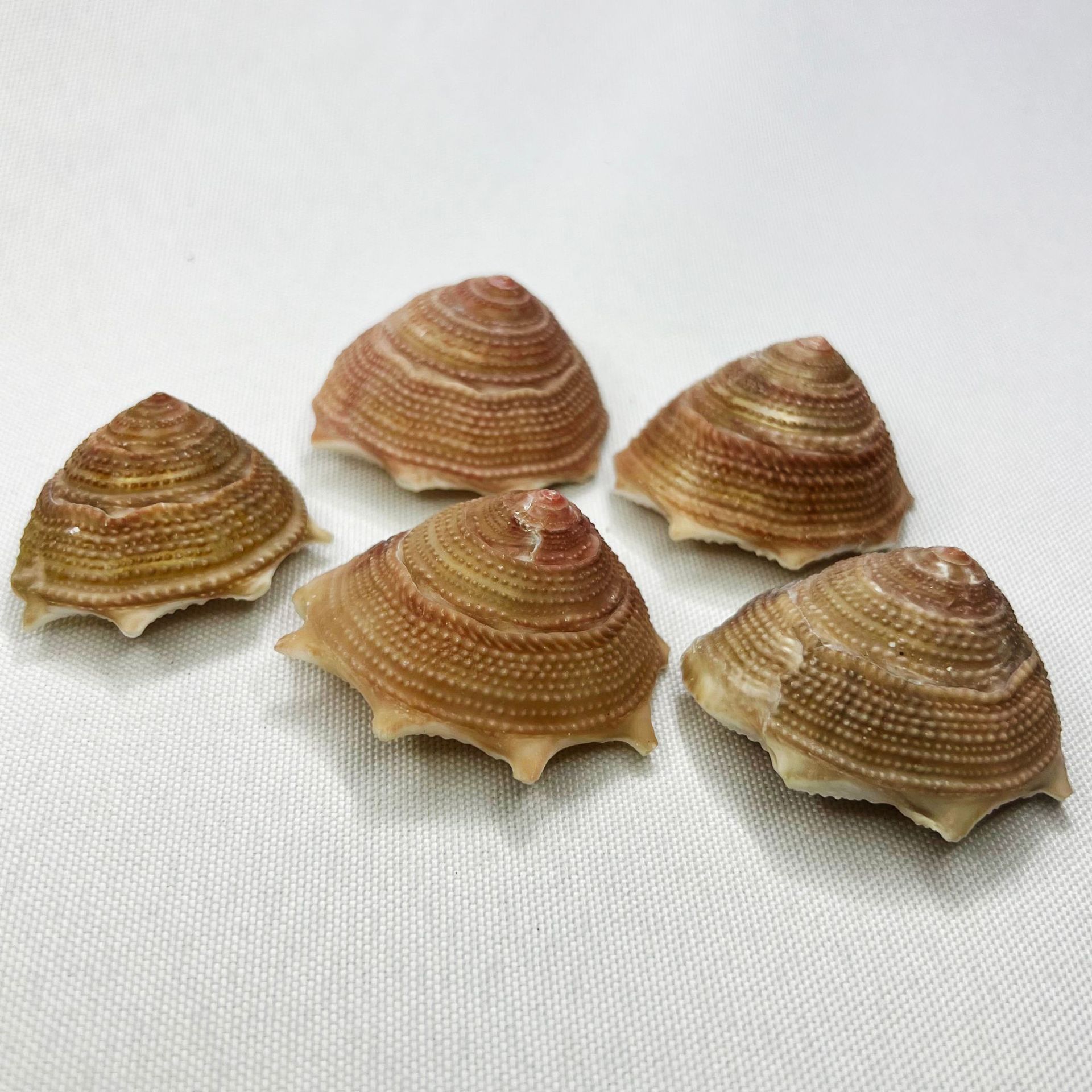 Natural Astraea Shell - Sun Sn – Marine Aquarium Hermit Crab Bewertung und Preis