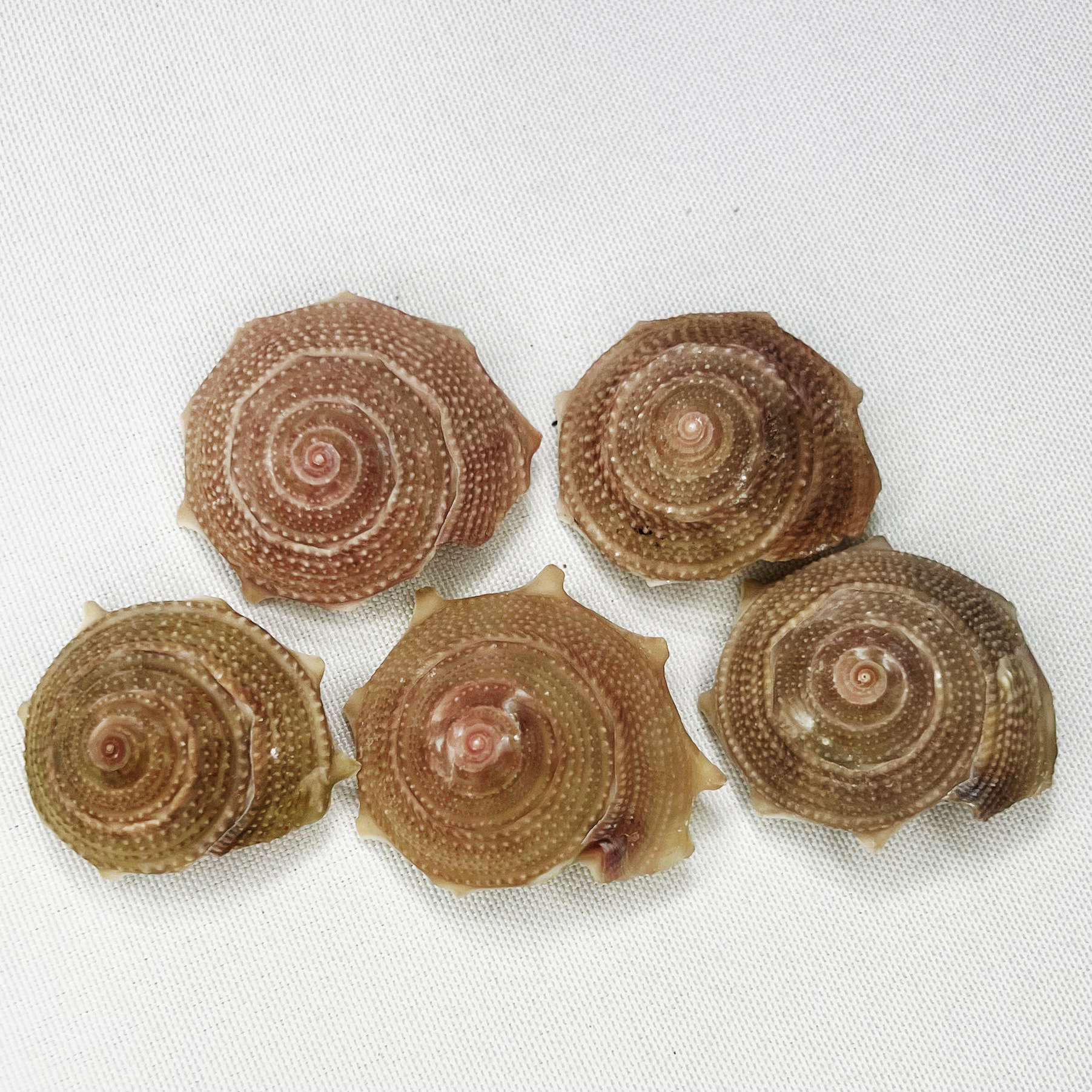 Natural Astraea Shell - Sun Sn – Marine Aquarium Hermit Crab Bewertung und Preis