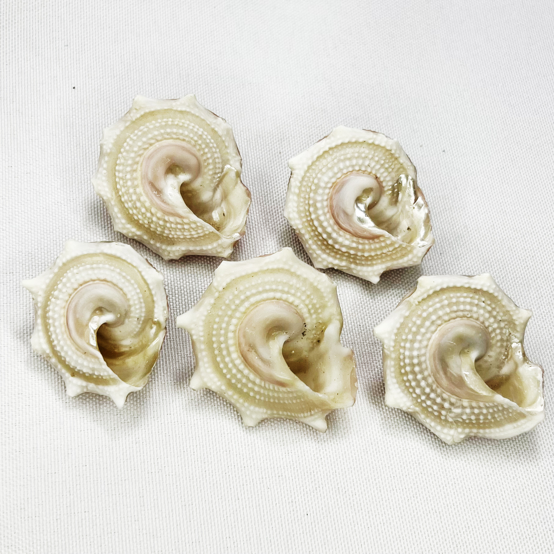 Natural Astraea Shell - Sun Sn – Marine Aquarium Hermit Crab Bewertung und Preis