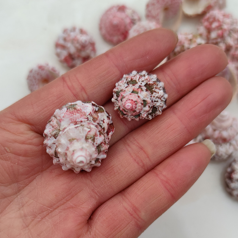 Natural Ferraria Gallina Conch – Marine Aquarium Hermit Crab Bewertung und Preis