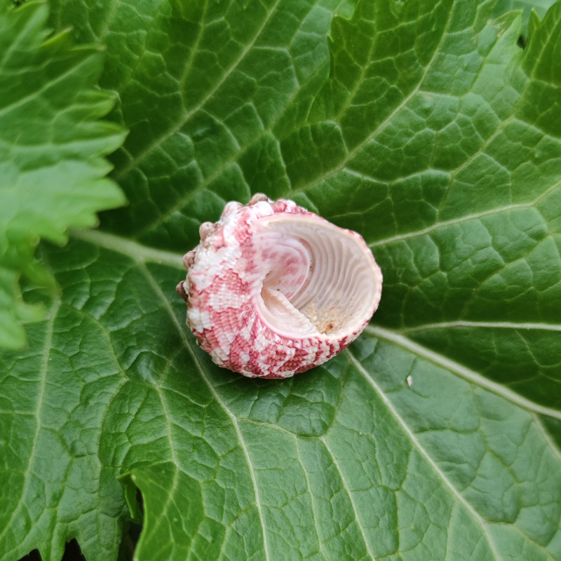 Natural Ferraria Gallina Conch – Marine Aquarium Hermit Crab Bewertung und Preis