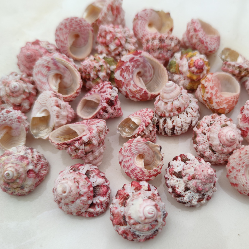 Natural Ferraria Gallina Conch – Marine Aquarium Hermit Crab Bewertung und Preis