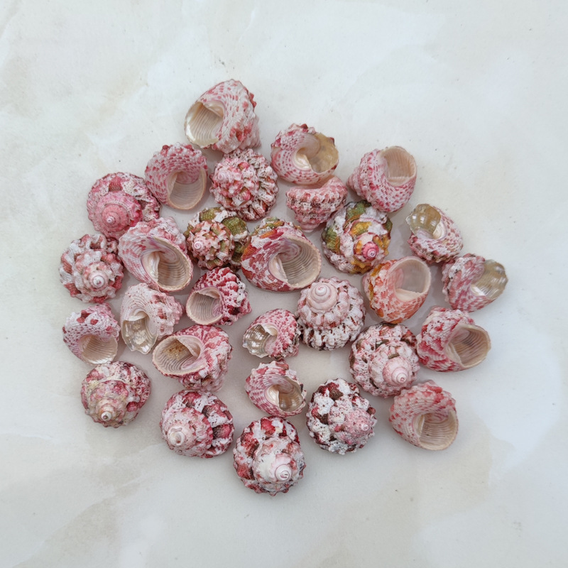 Natural Ferraria Gallina Conch – Marine Aquarium Hermit Crab Bewertung und Preis