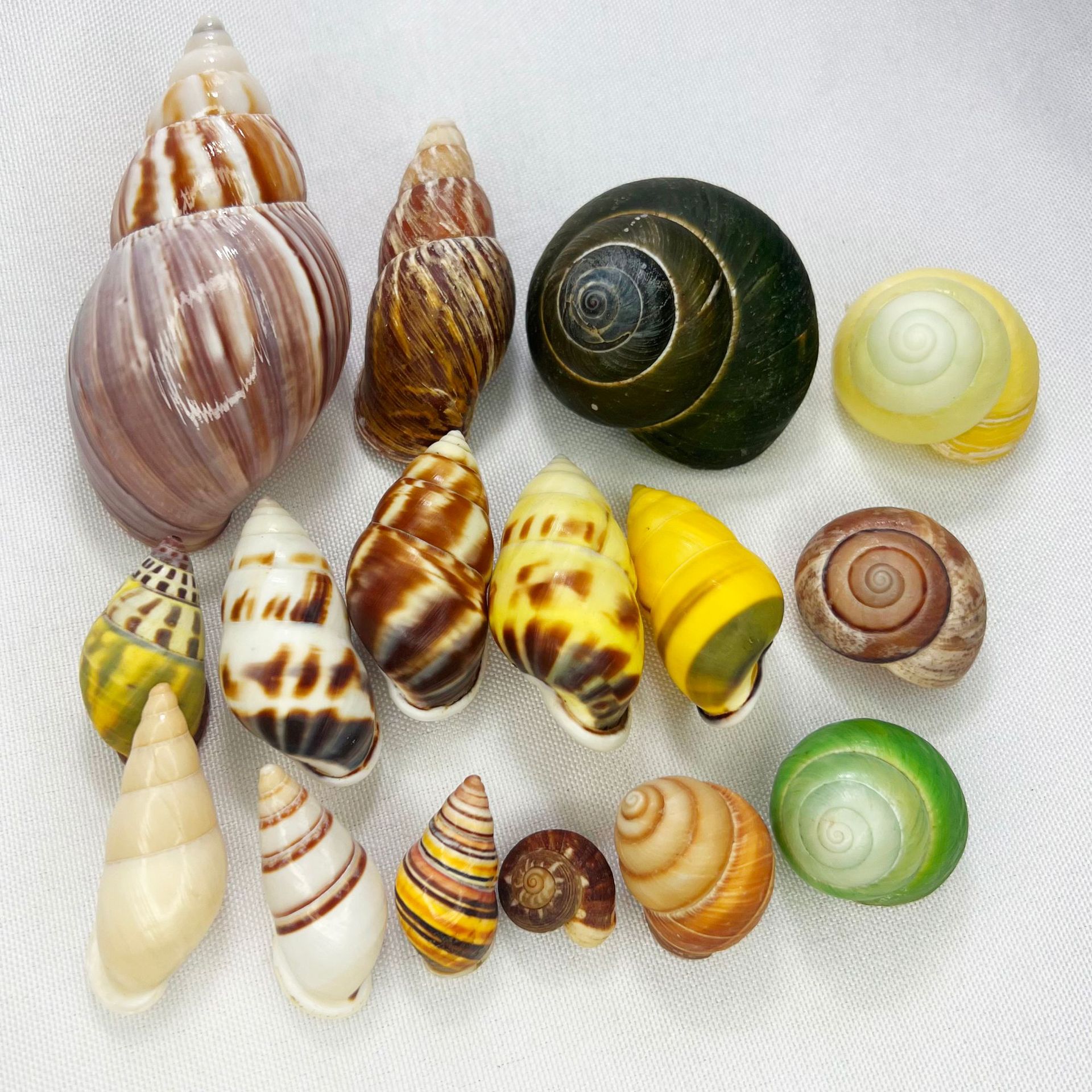 Natural Turbo Shell - Hermit C – Marine Aquarium Hermit Crab Bewertung und Preis