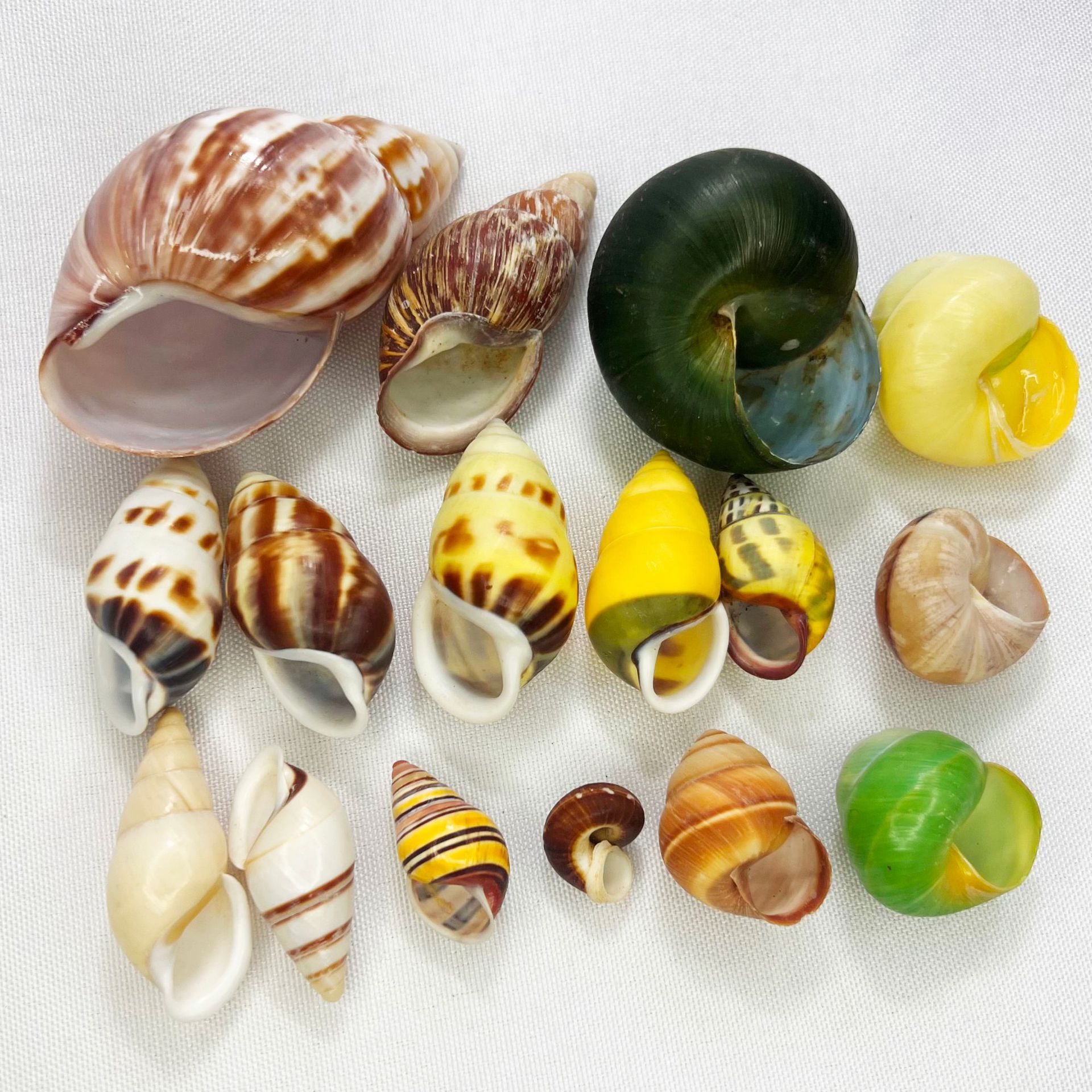 Natural Turbo Shell - Hermit C – Marine Aquarium Hermit Crab Bewertung und Preis