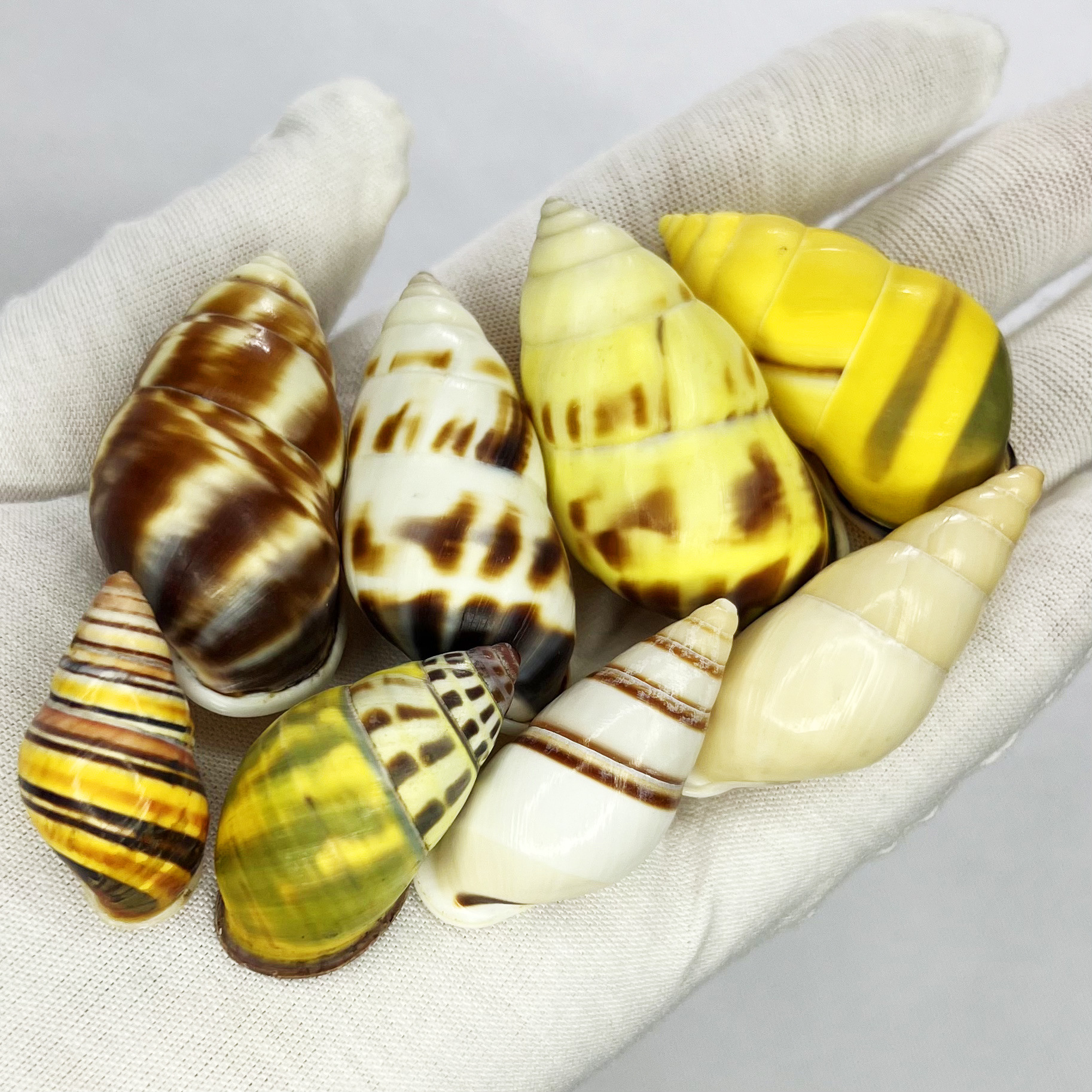 Natural Turbo Shell - Hermit C – Marine Aquarium Hermit Crab Bewertung und Preis