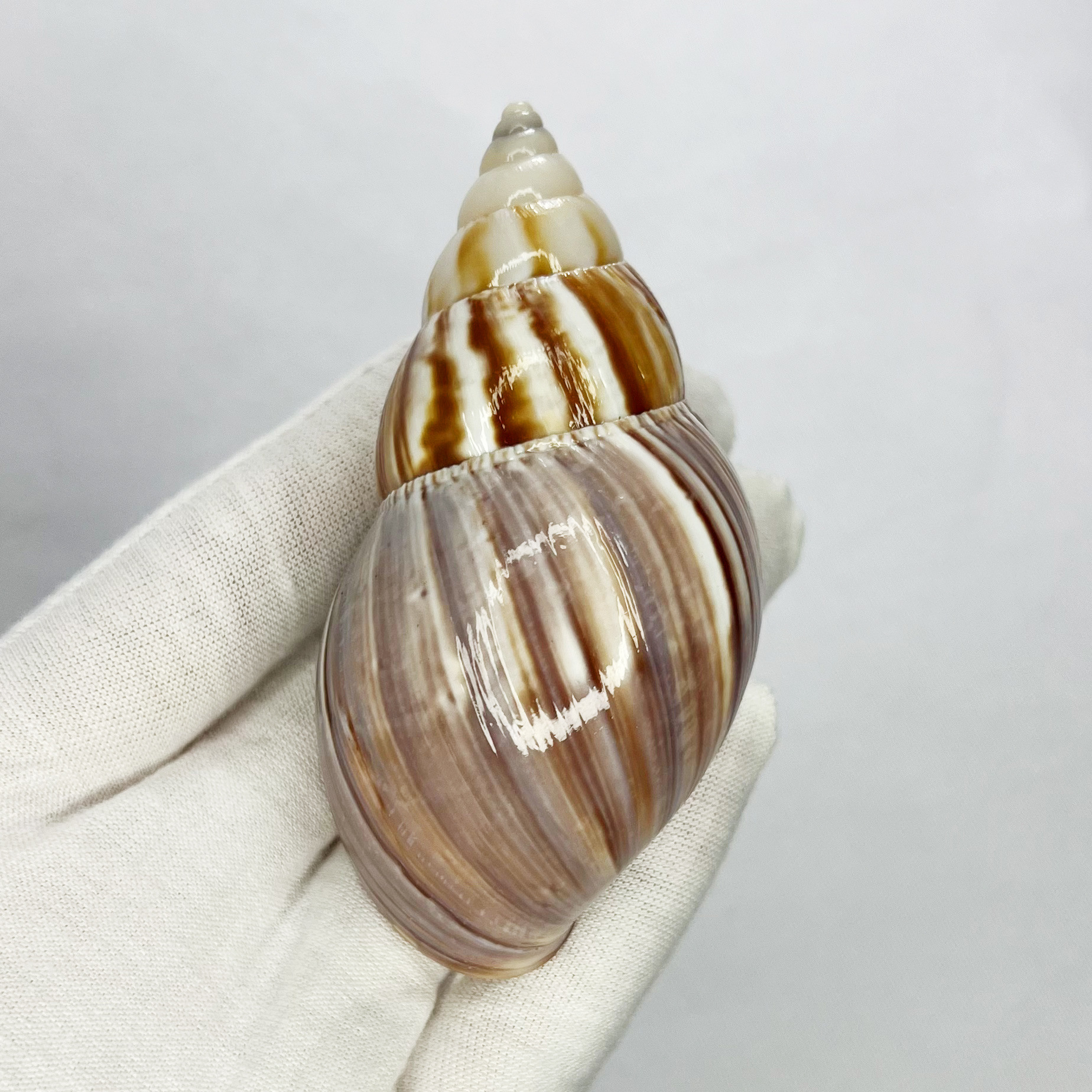 Natural Turbo Shell - Hermit C – Marine Aquarium Hermit Crab Bewertung und Preis