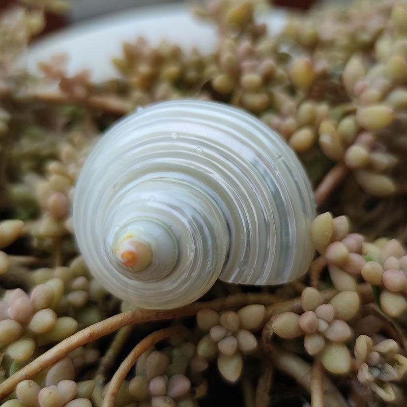 Natural Turbo marmoratus Shell – Marine Aquarium Hermit Crab Bewertung und Preis
