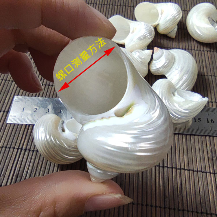 Natural Turbo marmoratus Shell – Marine Aquarium Hermit Crab Bewertung und Preis