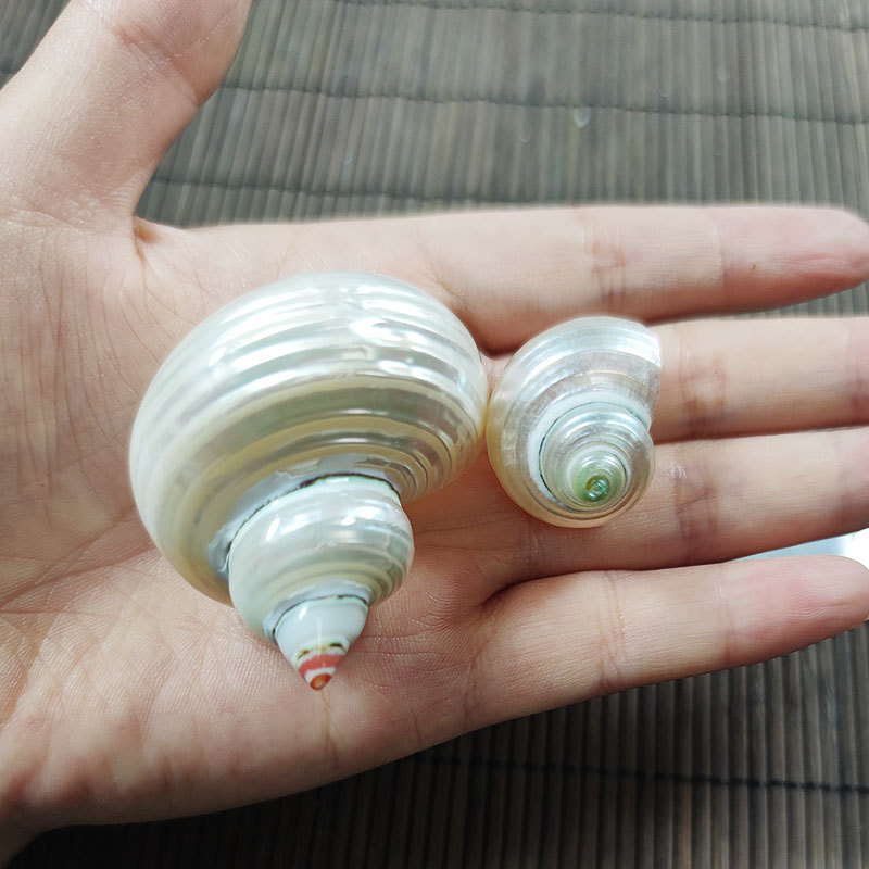 Natural Turbo marmoratus Shell – Marine Aquarium Hermit Crab Bewertung und Preis
