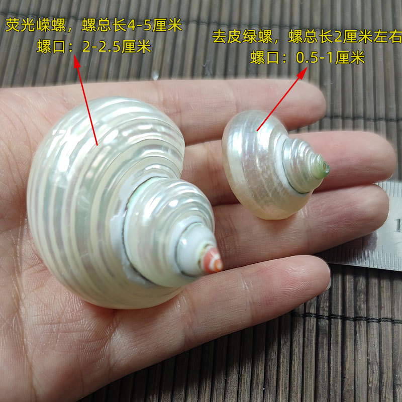 Natural Turbo marmoratus Shell – Marine Aquarium Hermit Crab Bewertung und Preis