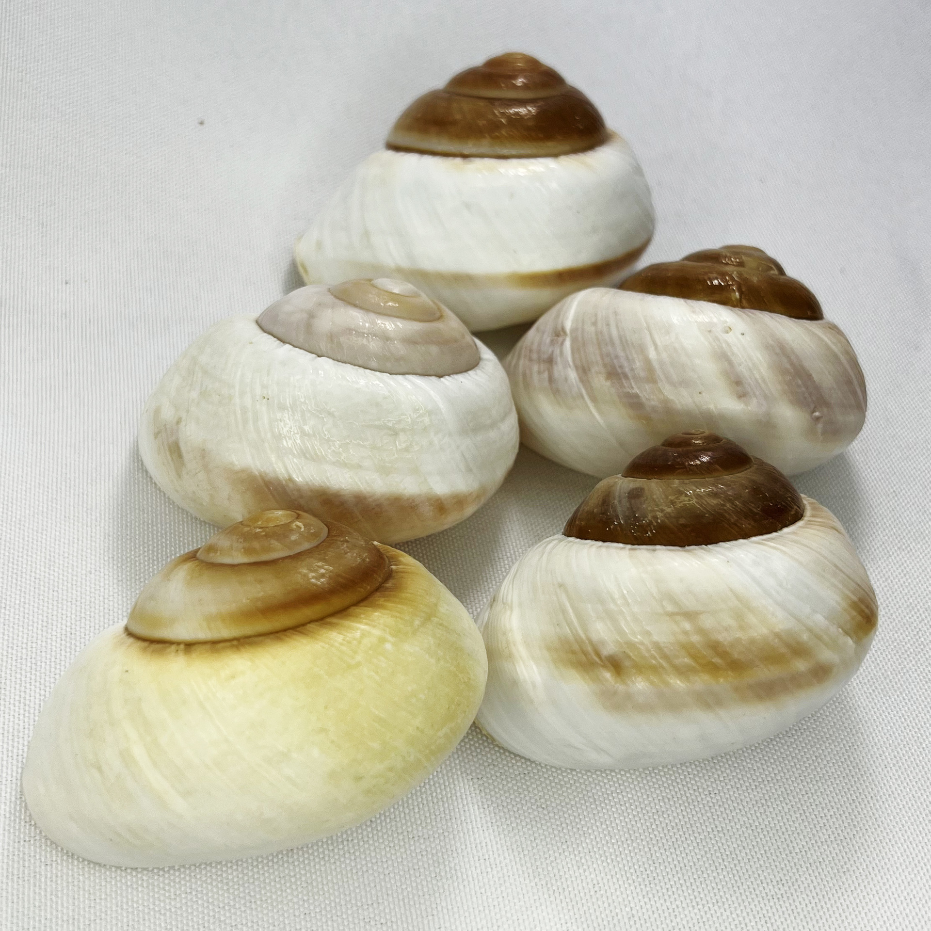 Natural Bulla Shell - Bread Sn – Marine Aquarium Hermit Crab Bewertung und Preis