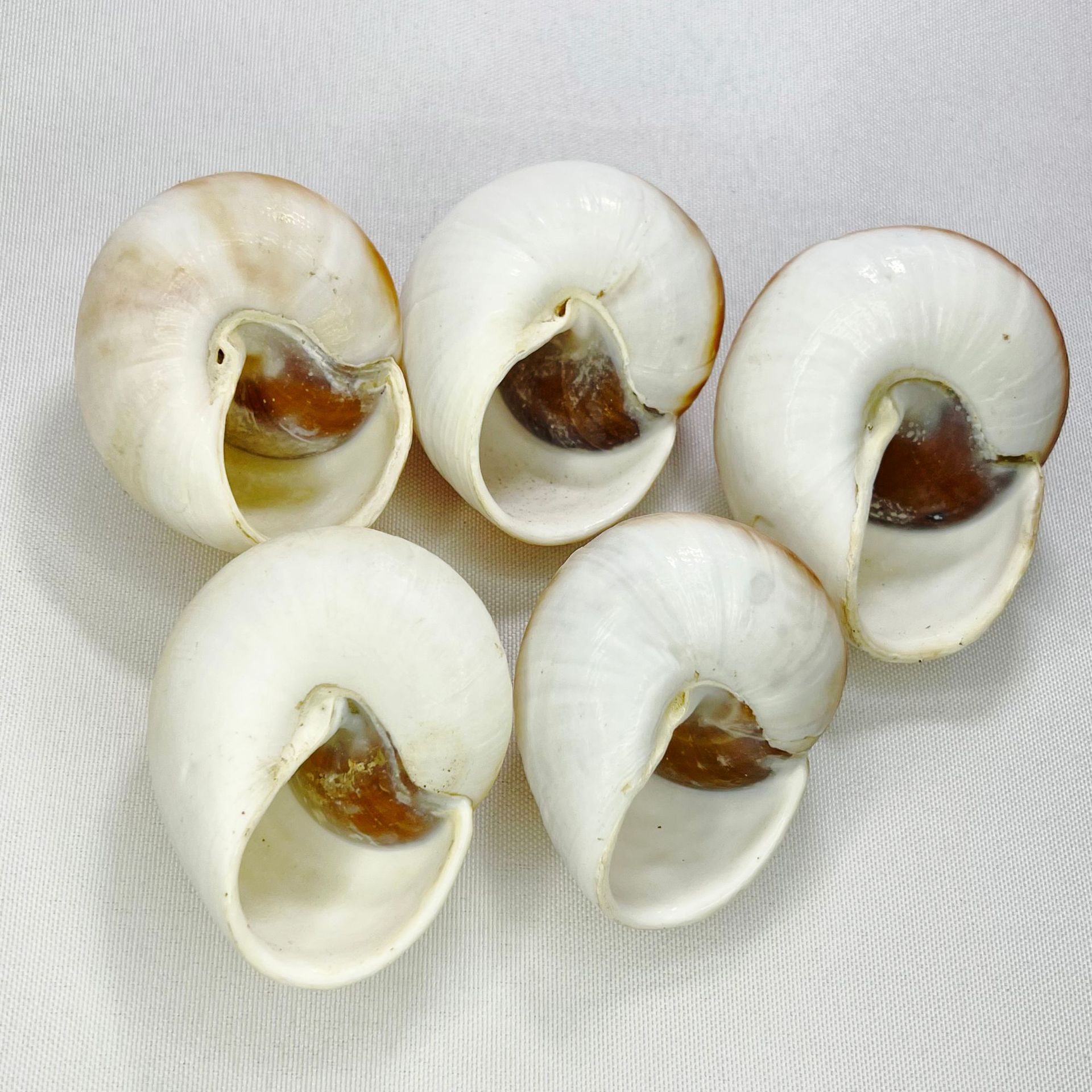 Natural Bulla Shell - Bread Sn – Marine Aquarium Hermit Crab Bewertung und Preis