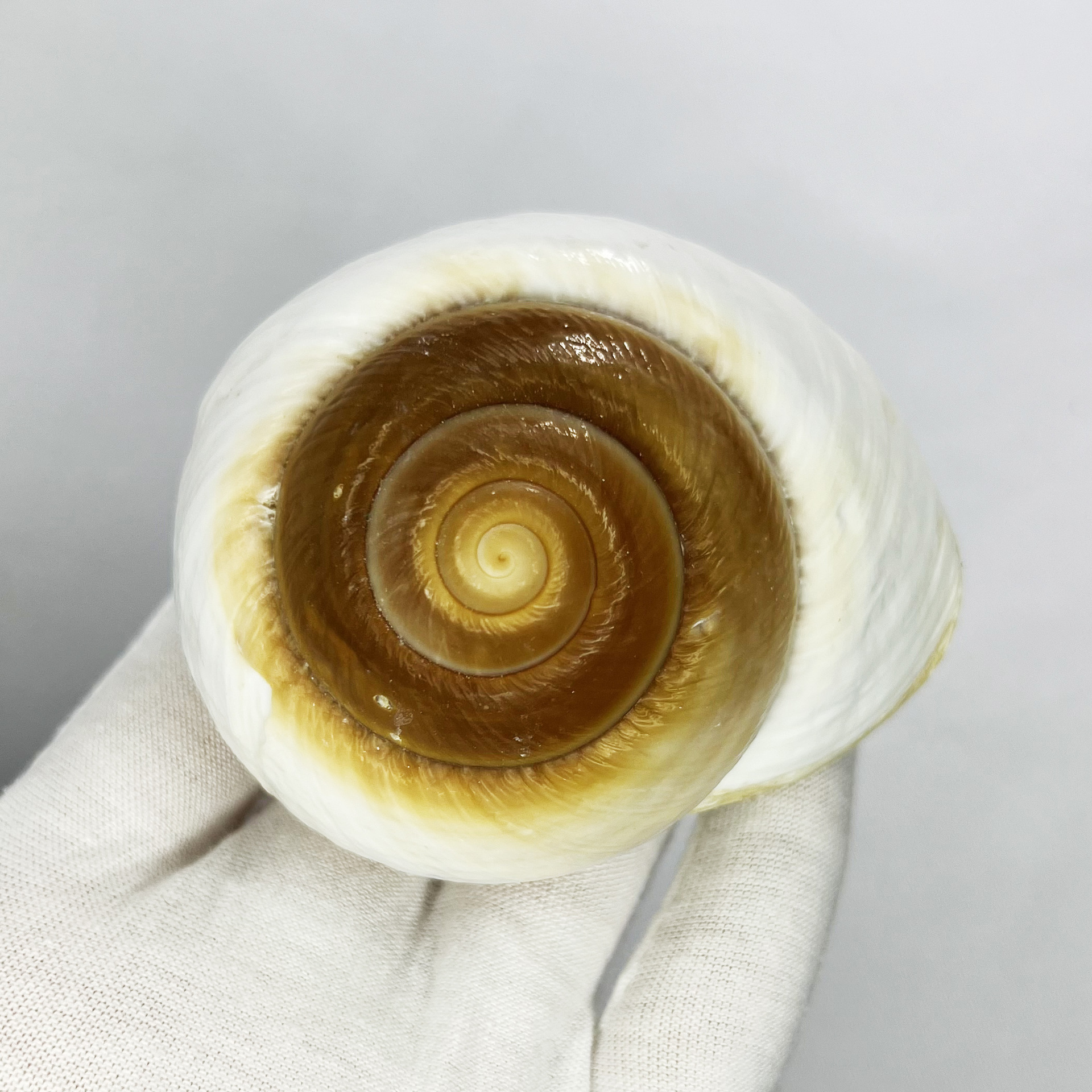 Natural Bulla Shell - Bread Sn – Marine Aquarium Hermit Crab Bewertung und Preis