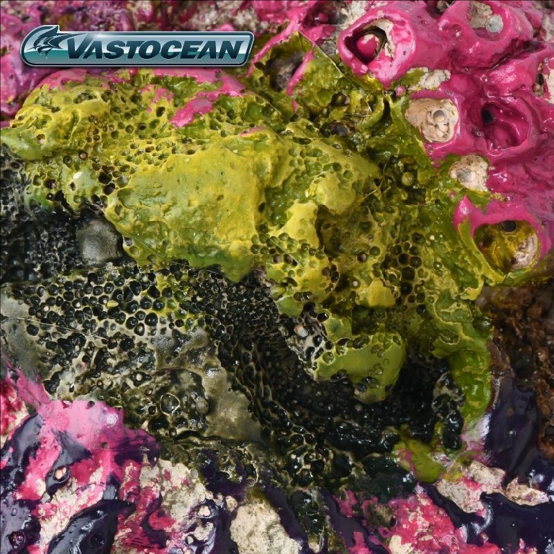 VASTOCEAN Saltwater Aquarium C – Marine Aquarium Hermit Crab Bewertung und Preis