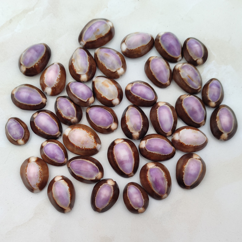 Natural Cypraea carneola Shell – Marine Aquarium Hermit Crab Bewertung und Preis