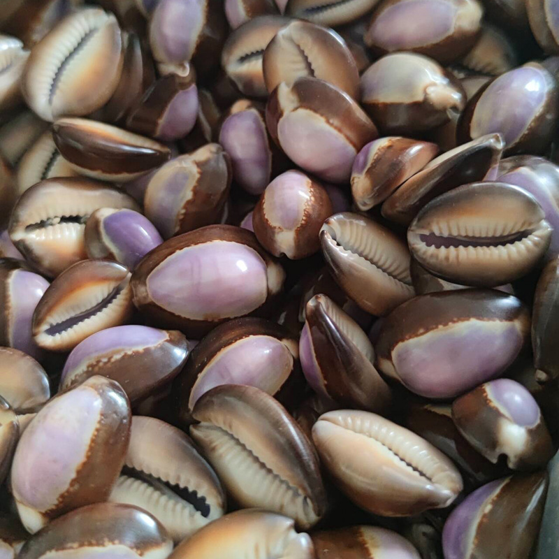 Natural Cypraea carneola Shell – Marine Aquarium Hermit Crab Bewertung und Preis