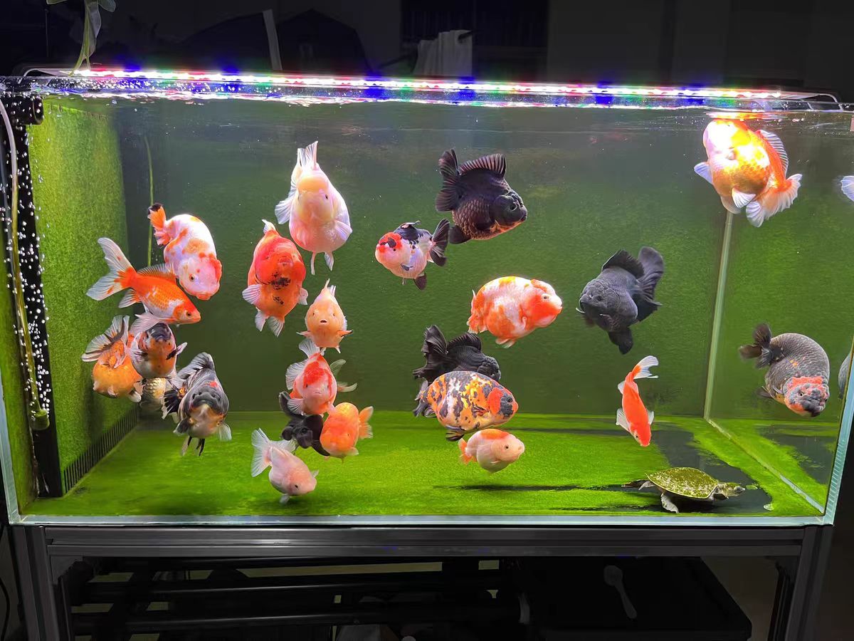 Aquarium Light With Optical Le – Aquarium Marine Clearwater Bewertung und Preis