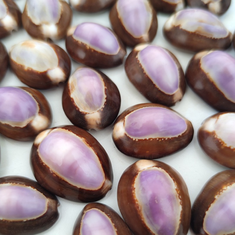 Natural Cypraea carneola Shell – Marine Aquarium Hermit Crab Bewertung und Preis